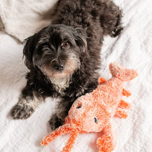 49% OFF🔥Floppy Lobster Interactive Dog Toy